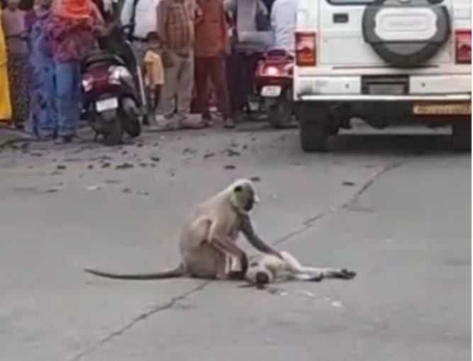 कार सवार ने बंदर को मारी टक्कर:जबलपुर में आधे घंटे तड़पता रहा बंदर, इर्द-गिर्द मदद के किए घूमती रही बंदर की मां, सड़क में लगा जाम