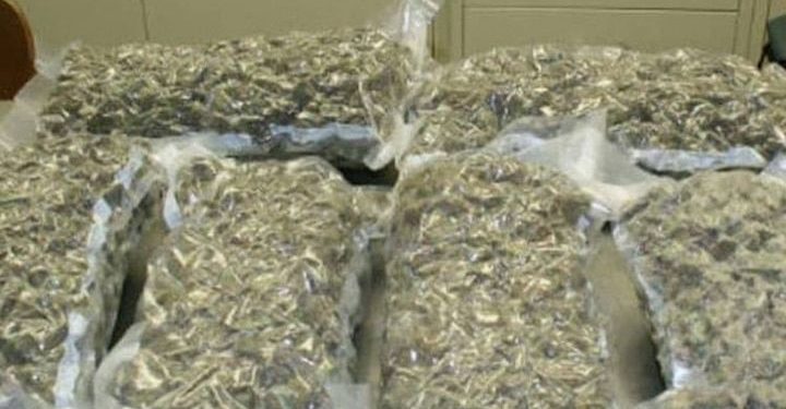 मादक पदार्थ गांजा की तस्करी मे लिप्त आरोपी पुलिस गिरफ्त में, 4 किलो 900 ग्राम गांजा