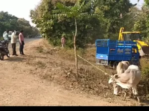 मध्यप्रदेश के सागर में गायों के कटे सिर और बोरे में भरा मांस मिला है। मौके से कुल्हाड़ी भी बरामद की गई है। पुलिस को आशंका है कि मांस के लिए कुल्हाड़ी से काटकर गायों की हत्या की गई है। फिलहाल पुलिस आरोपियों की तलाश में जुटी है।

मामला सागर जिले के खुरई देहात थाना क्षेत्र का है, जहां नेशनल हाईवे के खुरई-सागर मार्ग पर बनहट गांव के जंगल में शनिवार को दो गायों के शव मिले है। पास ही कई बोरों में गोमांस भरा मिला। वन विभाग के अमले की सूचना पर पहुंची पुलिस ने जांच शुरू कर दी है।

देहात थाना प्रभारी नितिन पाल ने बताया कि प्रथम दृष्ट्या लग रहा है कि इन गायों को कुल्हाड़ी से काटा गया है। घटनास्थल के पास में ही कुछ गायें बंधी मिली है। ऐसा लग रहा है कि इन्हें भी काटा जाना था। गश्त के दौरान वन विभाग के सुरक्षाकर्मियों की आहट के कारण आरोपी वहां से भाग गए।

दो कुल्हाड़ियां भी मिलीं
देहात थाना प्रभारी नितिन पाल ने बताया कि घटनास्थल पर ही कपड़े भी मिले हैं। आशंका है कि यह आरोपियों के हो सकते है। इसके अलावा दो कुल्हाड़ियां भी मिली हैं। इनसे गायों को काटा गया है।पुलिस ने गोमांस और गायों के शव को जेसीबी से गड्ढा कर जमीन में दफना दिया है। पुलिस ने अज्ञात आरोपियों पर मामला दर्ज कर कार्रवाई शुरू कर दी है। पुलिस का दावा है कि जल्द ही आरोपियों को पकड़ लिया जाएगा।

CCTV कैमरे खंगाल रहे
खुरई SDOP सुमित केरकेट्टा ने बताया कि इस मामले में एक विशेष टीम का गठन किया जाएगा। जरुआखेड़ा ठाकुर बाबा रेलवे फाटक पर लगे सीसीटीवी कैमरों के फुटेज खंगाले जा रहे हैं। खुरई के सागर रोड पर लगे सरकारी सीसीटीवी कैमरों के फुटेज भी देखे जाएंगे। साथ ही इस तरह के मामलों में जिले में पहले जो संदिग्ध पकड़े गए थे, उनसे भी पूछताछ की जाएगी। इस मामले में सख्त कार्रवाई की जाएगी।

मुकारमपुर गांव के पास मिला था गाय का अवशेष

बजरंग दल के प्रखंड गोरक्षा प्रमुख शुभमकांत तिवारी ने बताया कि इस प्रकार की घटनाएं पिछले डेढ़ सालों में निरंतर सामने आ रही हैं। मुकारमपुर गांव में भी इसी प्रकार की घटना सामने आई थी। जहां पर सड़क किनारे एक गाय का सिर कटा हुआ मिला था और गोमांस भी मिला था। उसके बाद आवास कॉलोनी खुरई में गाय को काटते हुए अपराधियों को पुलिस ने रंगे हाथों पकड़ा था। उसके बाद यहां एक गौ हत्या की घटना सामने आई है। ऐसी घटनाओं में प्रशासन का रवैया उदासीन है।

रविवार को करेंगे प्रदर्शन
बजरंग दल के प्रखंड गोरक्षा प्रमुख शुभमकांत तिवारी ने बताया कि बनहट गांव में हुई घटना को लेकर विश्व हिंदू परिषद, बजरंग दल एवं समस्त हिंदू संगठनों में रोष है। रविवार सुबह 11 बजे सकल हिंदू समाज परसा चौराहा पर विरोध प्रदर्शन करेगा।

पोस्टमॉर्टम कराकर अज्ञात आरोपियों पर मामला दर्ज
खुरई देहात थाना प्रभारी नितिन पाल ने बताया कि वन विभाग के कर्मचारियों की सूचना पर मौके पर पहुंचकर देखा कि कुछ गोवंश कटे हुए मिले है। पोस्टमॉर्टम कराकर अज्ञात आरोपियों पर मामला दर्ज कर जांच शुरू कर दी गई है। फॉरेंसिक लैब और साइबर जांच के माध्यम से आरोपियों की पतासाजी की जाएगी।