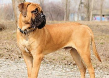 Raipur : शराबियों की हैवानियत, कुत्ते को फांसी पर लटकाया Raipur news : रायपुर में कुत्ते के साथ क्रूरता का मामला सामने आया है. खबरों के मुताबिक शराबियों ने एक कुत्ते को फांसी लगाकर मौत के घाट उतारा. पुलिस ने आरोपियों की तलाश शुरू कर दी है Raipur Dog Death : छत्तीसगढ़ की राजधानी रायपुर में बुधवार कुत्ते की लाश दीवार पर लटकी मिली है. यह पूरी घटना रायपुर के न्यू राजेंद्रनगर थाना क्षेत्र की है. यहां अमलीडीह शराब भट्टी के पास एक कुत्ता कुछ शराबियों को देखकर भौंक रहा था. उस वक्त शराबियों को डॉगी का भौंकना अच्छा नहीं लगा. इससे नाराज होकर शराबी युवकों ने कुत्ते के पैर बांधे और उसे एक दीवार पर फांसी पर लटका दिया. फांसी के फंदे पर लटकाने से कुत्ते की मौत हो गई. जिस डॉगी की हत्या की गई वह अमलीडीह इलाके के शराब भट्टी के पास घूमा करता था. Mumbai: आदमी पर किया तलवार से हमला, दिन-दहाड़े की घटना दहला देगी दिल, देखें पुलिस अधिकारियों ने बुधवार को बताया कि एक आवारा कुत्ते को फांसी पर लटकाने के आरोपियों की तलाश शुरू कर दी गई है. उन्होंने बताया कि पुलिस को आज घटना की जानकारी मिली तब घटनास्थल के लिए पुलिस दल रवाना किया गया. बाद में पुलिस ने एक निर्माणाधीन भवन से कुत्ते का शव बरामद हुआ. कुत्ते को दीवार के सहारे फांसी पर लटकाया गया था. अधिकारियों ने बताया कि पुलिस ने अज्ञात लोगों के खिलाफ मामला दर्ज कर लिया है तथा मामले की जांच की जा रही है. मुंबई उर्फी जावेद को जान से मारने की दी धमकी, मुंबई पुलिस ने आरोपी को पटना से दबोचा पीपल फॉर एनिमल्स संस्थान ने लिया संज्ञान डॉगी के फांसी के फंदे पर लटके शव का वीडियो तेजी से वायरल हो रहा है. इस मामले को पीपल फॉर एनिमल्स नाम की संस्था ने गंभीरता से लिया है. संस्था की अध्यक्ष कस्तूरी बल्लाल ने मीडिया को बताया कि "डॉगी को फांसी के फंदे पर लटकाने का वीडियो आया है. घटनास्थल का जायजा लेने जा रहे हैं. इसके बाद थाने में जाकर अज्ञात लोगों के खिलाफ एफआईआर दर्ज कराई जाएगी. साथ ही दोषियों पर कड़ी से कड़ी कार्रवाई की मांग करेंगे. ताकि इस तरह की घटना दोबारा न हो" पांच कुत्तों पर एसिड से हमला बता दे कि रायपुर में कुत्ते के साथ यह क्रूरता भरा यह दूसरा मामला है. इससे पहले सदर बाजार में एक सिरफिरे आदमी ने कुत्तों के झुंड पर एसिड फेंक दिया था. जिससे दो कुत्ते की तड़प-तड़प कर मौत हो गई थी. पुलिस ने मामला दर्ज कर आरोपित को गिरफ्तार किया था. Raipur : शराबियों की हैवानियत, कुत्ते को फांसी पर लटकाया
Raipur news : रायपुर में कुत्ते के साथ क्रूरता का मामला सामने आया है. खबरों के मुताबिक शराबियों ने एक कुत्ते को फांसी लगाकर मौत के घाट उतारा. पुलिस ने आरोपियों की तलाश शुरू कर दी है
Raipur Dog Death : छत्तीसगढ़ की राजधानी रायपुर में बुधवार कुत्ते की लाश दीवार पर लटकी मिली है. यह पूरी घटना रायपुर के न्यू राजेंद्रनगर थाना क्षेत्र की है. यहां अमलीडीह शराब भट्टी के पास एक कुत्ता कुछ शराबियों को देखकर भौंक रहा था. उस वक्त शराबियों को डॉगी का भौंकना अच्छा नहीं लगा. इससे नाराज होकर शराबी युवकों ने कुत्ते के पैर बांधे और उसे एक दीवार पर फांसी पर लटका दिया. फांसी के फंदे पर लटकाने से कुत्ते की मौत हो गई. जिस डॉगी की हत्या की गई वह अमलीडीह इलाके के शराब भट्टी के पास घूमा करता था.
Mumbai: आदमी पर किया तलवार से हमला, दिन-दहाड़े की घटना दहला देगी दिल, देखें
पुलिस अधिकारियों ने बुधवार को बताया कि एक आवारा कुत्ते को फांसी पर लटकाने के आरोपियों की तलाश शुरू कर दी गई है. उन्होंने बताया कि पुलिस को आज घटना की जानकारी मिली तब घटनास्थल के लिए पुलिस दल रवाना किया गया. बाद में पुलिस ने एक निर्माणाधीन भवन से कुत्ते का शव बरामद हुआ. कुत्ते को दीवार के सहारे फांसी पर लटकाया गया था. अधिकारियों ने बताया कि पुलिस ने अज्ञात लोगों के खिलाफ मामला दर्ज कर लिया है तथा मामले की जांच की जा रही है.
मुंबई उर्फी जावेद को जान से मारने की दी धमकी, मुंबई पुलिस ने आरोपी को पटना से दबोचा
पीपल फॉर एनिमल्स संस्थान ने लिया संज्ञान
डॉगी के फांसी के फंदे पर लटके शव का वीडियो तेजी से वायरल हो रहा है. इस मामले को पीपल फॉर एनिमल्स नाम की संस्था ने गंभीरता से लिया है. संस्था की अध्यक्ष कस्तूरी बल्लाल ने मीडिया को बताया कि "डॉगी को फांसी के फंदे पर लटकाने का वीडियो आया है. घटनास्थल का जायजा लेने जा रहे हैं. इसके बाद थाने में जाकर अज्ञात लोगों के खिलाफ एफआईआर दर्ज कराई जाएगी. साथ ही दोषियों पर कड़ी से कड़ी कार्रवाई की मांग करेंगे. ताकि इस तरह की घटना दोबारा न हो"
पांच कुत्तों पर एसिड से हमला
बता दे कि रायपुर में कुत्ते के साथ यह क्रूरता भरा यह दूसरा मामला है. इससे पहले सदर बाजार में एक सिरफिरे आदमी ने कुत्तों के झुंड पर एसिड फेंक दिया था. जिससे दो कुत्ते की तड़प-तड़प कर मौत हो गई थी. पुलिस ने मामला दर्ज कर आरोपित को गिरफ्तार किया था.