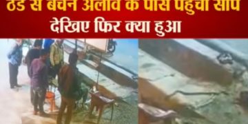 Jabalpur: ठंड से बचने अलाव के पास पहुंचा सांप तो डरकर भागे लोग, CCTV में कैद हुआ नजारा, देखें वायरल वीडियो देशभर में सर्दी का सितम जारी है। मध्यप्रदेश के कई जिलों में लोग कड़ाके की ठंड का सामना कर रहे हैं और ठंड से बचने के लिए लोग अलाव का सहारा ले रहे हैं। पशु पक्षी और अन्य जीव भी ठंड से इन दिनों काफी परेशान हैं। हाल ही में जबलपुर में ठंड से बचने के लिए एक सांप अलाव के पास पहुंच गया, हालांकि सांप को अलाव के पास देखकर लोग दहशत में आ गए। इस घटना का वीडियो वायरल हो रहा है। MP News: युवक को बंधक बनाकर चप्पलों से पीटा, सोशल मीडिया पर वायरल हुआ पिटाई का वीडियो, जानिए क्या है मामला दरअसल जबलपुर के कटंगी में कुछ लोग ठंड से बचने के लिए अलाव जलाकर बैठे थे, इसी दौरान वहां एक सांप पहुंच गया, सांप को देखकर लोग डर के मारे वहां से भाग गए, हालांकि सांप ने किसी को नुकसान नहीं पहुंचाया और वह अपने रास्ते चला गया। ये पूरी घटना सीसीटीवी कैमरे में कैद हो गई, जिसका वीडियो वायरल हो रहा है। कुछ वक्त पहले एक कोबरा सांप ठंड से बचने के लिए एक शख्स की रजाई में घुस गया था। Jabalpur: ठंड से बचने अलाव के पास पहुंचा सांप तो डरकर भागे लोग, CCTV में कैद हुआ नजारा, देखें वायरल वीडियो
देशभर में सर्दी का सितम जारी है। मध्यप्रदेश के कई जिलों में लोग कड़ाके की ठंड का सामना कर रहे हैं और ठंड से बचने के लिए लोग अलाव का सहारा ले रहे हैं। पशु पक्षी और अन्य जीव भी ठंड से इन दिनों काफी परेशान हैं। हाल ही में जबलपुर में ठंड से बचने के लिए एक सांप अलाव के पास पहुंच गया, हालांकि सांप को अलाव के पास देखकर लोग दहशत में आ गए। इस घटना का वीडियो वायरल हो रहा है। MP News: युवक को बंधक बनाकर चप्पलों से पीटा, सोशल मीडिया पर वायरल हुआ पिटाई का वीडियो, जानिए क्या है मामला
दरअसल जबलपुर के कटंगी में कुछ लोग ठंड से बचने के लिए अलाव जलाकर बैठे थे, इसी दौरान वहां एक सांप पहुंच गया, सांप को देखकर लोग डर के मारे वहां से भाग गए, हालांकि सांप ने किसी को नुकसान नहीं पहुंचाया और वह अपने रास्ते चला गया। ये पूरी घटना सीसीटीवी कैमरे में कैद हो गई, जिसका वीडियो वायरल हो रहा है। कुछ वक्त पहले एक कोबरा सांप ठंड से बचने के लिए एक शख्स की रजाई में घुस गया था।