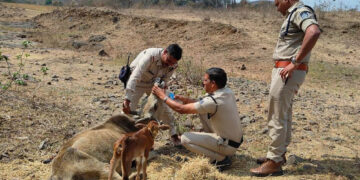 ट्रैफिक पुलिस ने अपनी तत्परता और सराहनीय प्रयास से घायल गाय की जान बचाई