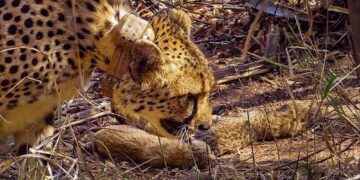 मुख्यमंत्री डॉ. यादव ने कूनो राष्ट्रीय उद्यान में 5 शावकों के जन्म पर किया हर्ष व्यक्त