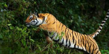 छत्तीसगढ़–महाराष्ट्र सीमा पर बाघ का आतंक: दिन-दहाड़े मवेशी पर हमला, ग्रामीण पेड़ पर चढ़कर बची जान