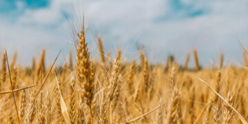 30 मार्च से प्रारम्भ होगी गेहूं खरीद, सीएम योगी ने तय किया 50 लाख मीट्रिक टन खरीद का लक्ष्य