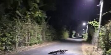 ओएफके कर्मियों को सड़क पर चलह कदमी करता दिखा मगरमच्छ, उड़े होश