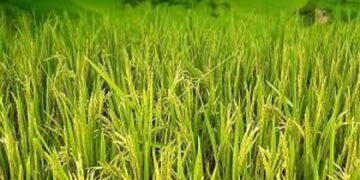 जीविका और कृषि विभाग आमने-सामने, कृषि सखियों की नियुक्ति पर विवाद