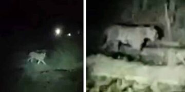 सूखी सेवनिया समेत 7 गांवों में टाइगर का आतंक, 15 दिनों में आधा दर्जन मवेशियों का शिकार