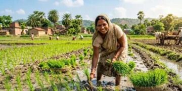 झारखंड में बारिश संकट के बीच डीएसआर तकनीक से धान खेती की सलाह