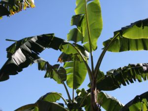 पेड़-पौधे मनुष्य के जीवन में महत्वपूर्ण भूमिका निभाते हैं. इन्हें घर में लगाने से ना सिर्फ घर और आसपास का वातावरण शुद्ध होता है बल्कि कई तरह के वास्तु दोषों से भी छुटकारा प्राप्त होता है. वास्तु शास्त्र के अनुसार पौधे घर में ना सिर्फ सुख शांति के कारक माने जाते हैं बल्कि कई पौधे ऐसे होते हैं जिनमें धन को अपनी तरफ आकर्षित करने की क्षमता होती है. यदि आप भी चाहते हैं कि आपको आर्थिक परेशानी ना हो तो आप भी अपने घर में उन 3 पौधों को लगाकर इसका लाभ प्राप्त कर सकते हैं. इस विषय में अधिक जानकारी दे रहे हैं आर्थिक परेशानी दूर करने के लिए लगाएं ये पौधे शमी का पौधा ज्योतिषी एवं वास्तु सलाहकार हितेंद्र कुमार शर्मा के अनुसार घर के मुख्य द्वार पर बाईं तरफ शमी का पौधा लगाना अत्यंत शुभ माना जाता है. शमी के पौधे को घर के मुख्य द्वार पर लगाने से घर में कभी पैसों की तंगी नहीं होती साथ ही माता लक्ष्मी हमेशा प्रसन्न रहती हैं अनार और बेल का पौधा वास्तु शास्त्र के अनुसार घर के मुख्य द्वार पर दाएं तरफ अनार का पौधा लगाने से माता लक्ष्मी और धन के देवता कुबेर आकर्षित होकर घर में वास करते हैं. यदि आप चाहते हैं कि आपकी सेविंग्स बढ़ जाए और आपका पैसा बेवजह खर्च ना हो तो आप घर के मुख्य द्वार पर दाएं तरफ बेल का पौधा भी लगा सकते हैं. पेड़-पौधे मनुष्य के जीवन में महत्वपूर्ण भूमिका निभाते हैं. इन्हें घर में लगाने से ना सिर्फ घर और आसपास का वातावरण शुद्ध होता है बल्कि कई तरह के वास्तु दोषों से भी छुटकारा प्राप्त होता है. वास्तु शास्त्र के अनुसार पौधे घर में ना सिर्फ सुख शांति के कारक माने जाते हैं बल्कि कई पौधे ऐसे होते हैं जिनमें धन को अपनी तरफ आकर्षित करने की क्षमता होती है.
यदि आप भी चाहते हैं कि आपको आर्थिक परेशानी ना हो तो आप भी अपने घर में उन 3 पौधों को लगाकर इसका लाभ प्राप्त कर सकते हैं. इस विषय में अधिक जानकारी दे रहे हैं
आर्थिक परेशानी दूर करने के लिए लगाएं ये पौधे
शमी का पौधा
ज्योतिषी एवं वास्तु सलाहकार हितेंद्र कुमार शर्मा के अनुसार घर के मुख्य द्वार पर बाईं तरफ शमी का पौधा लगाना अत्यंत शुभ माना जाता है. शमी के पौधे को घर के मुख्य द्वार पर लगाने से घर में कभी पैसों की तंगी नहीं होती साथ ही माता लक्ष्मी हमेशा प्रसन्न रहती हैं
अनार और बेल का पौधा
वास्तु शास्त्र के अनुसार घर के मुख्य द्वार पर दाएं तरफ अनार का पौधा लगाने से माता लक्ष्मी और धन के देवता कुबेर आकर्षित होकर घर में वास करते हैं. यदि आप चाहते हैं कि आपकी सेविंग्स बढ़ जाए और आपका पैसा बेवजह खर्च ना हो तो आप घर के मुख्य द्वार पर दाएं तरफ बेल का पौधा भी लगा सकते हैं.